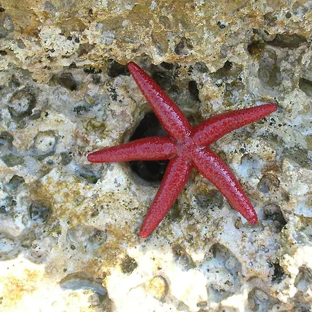 Stella Marina Diffuso - 3*